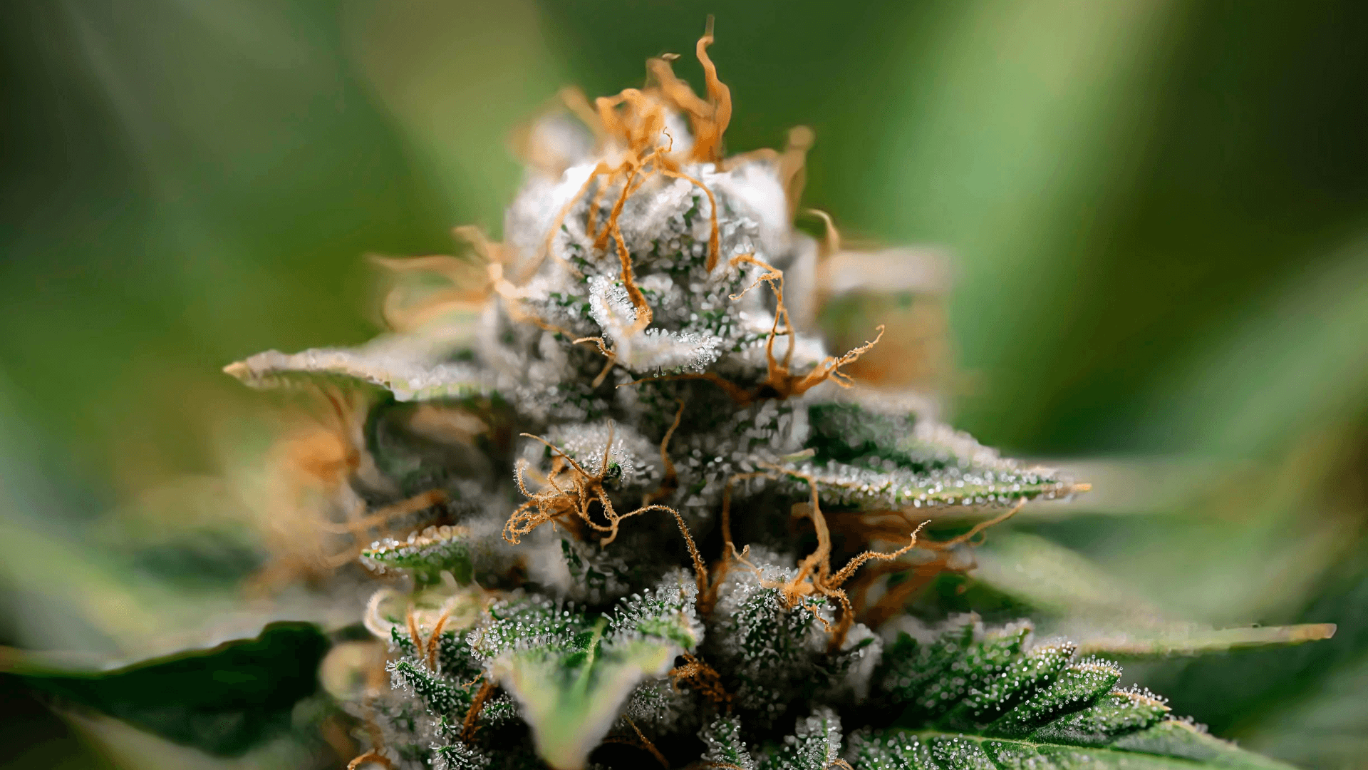 Cannabis