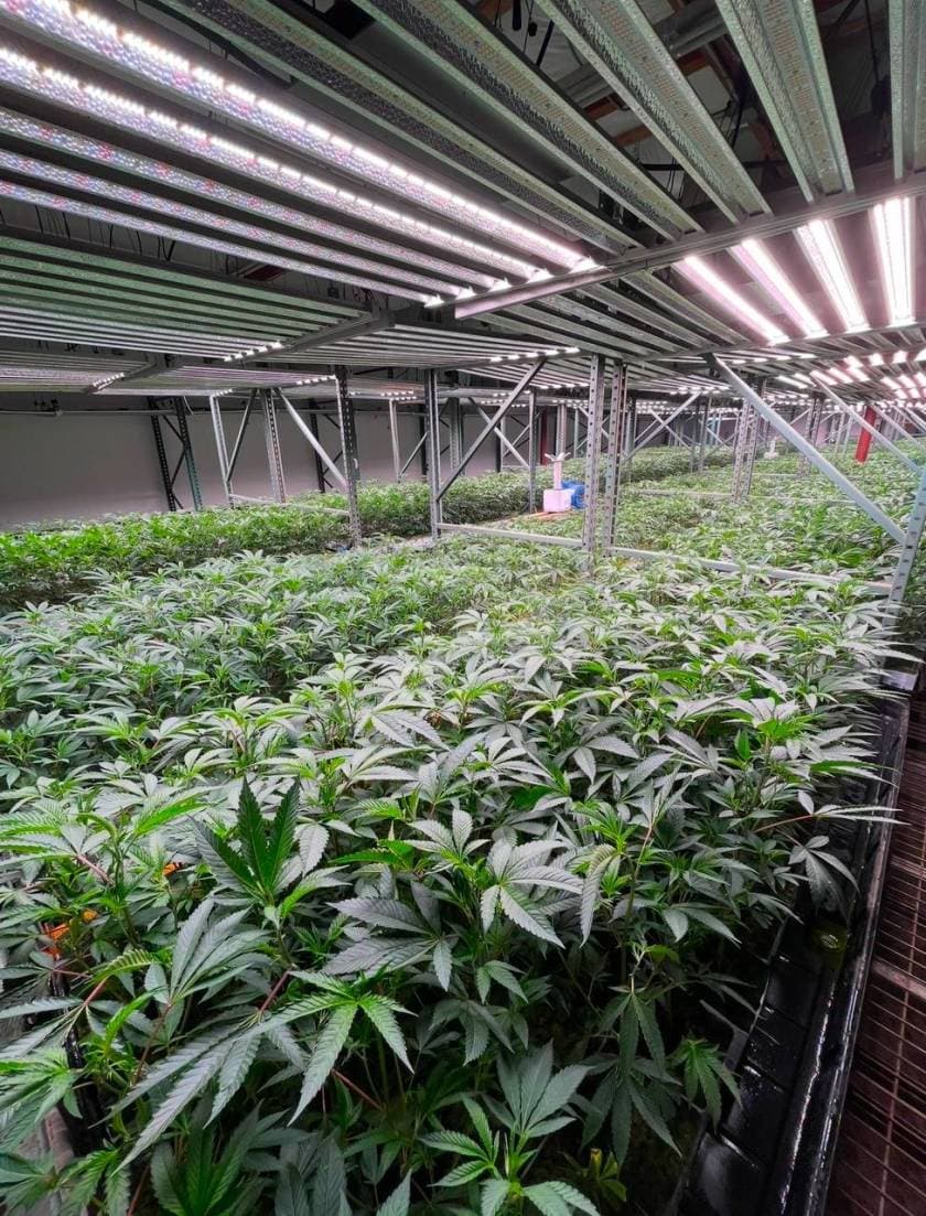 In-House Strains