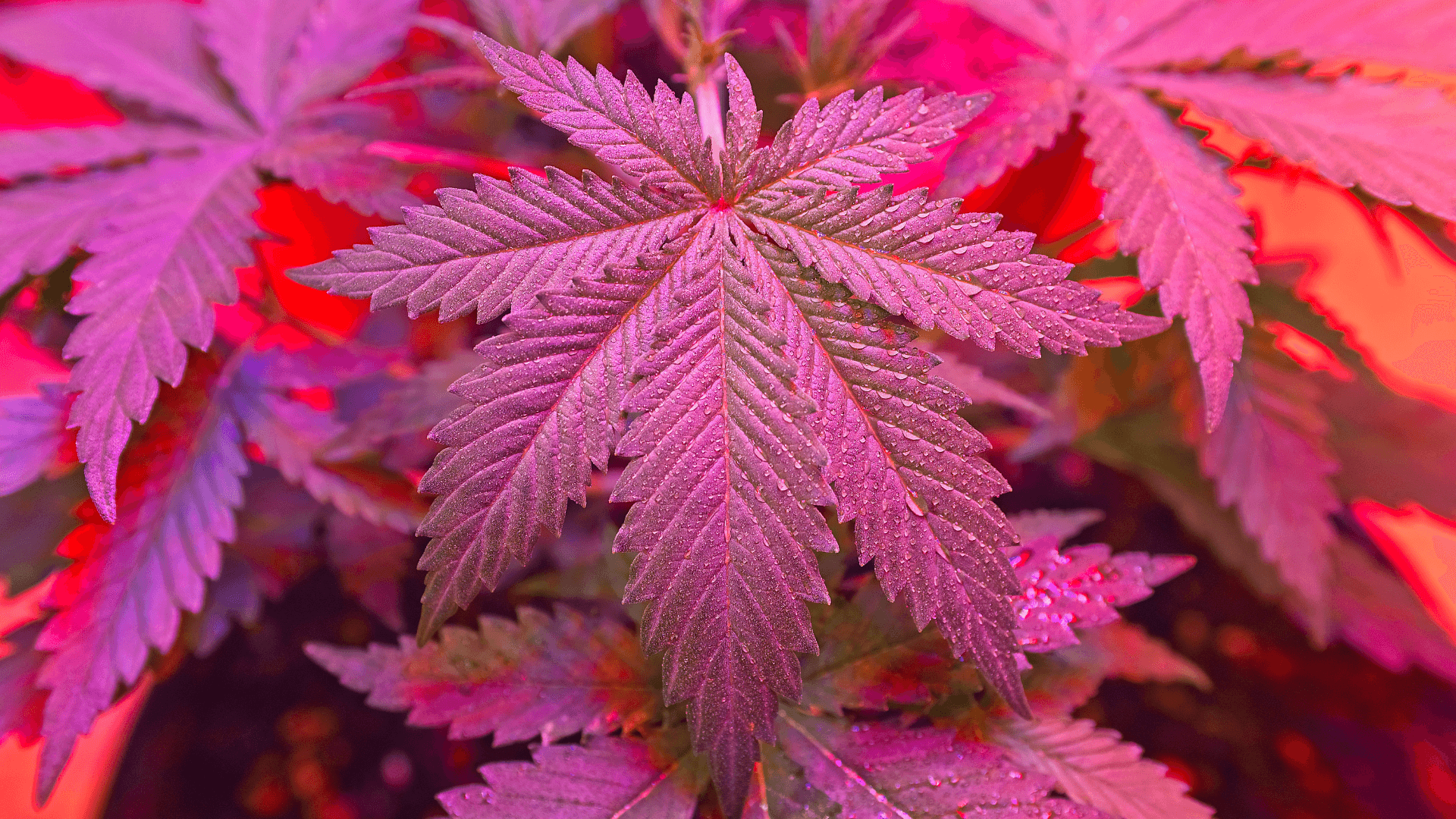Cannabis Background