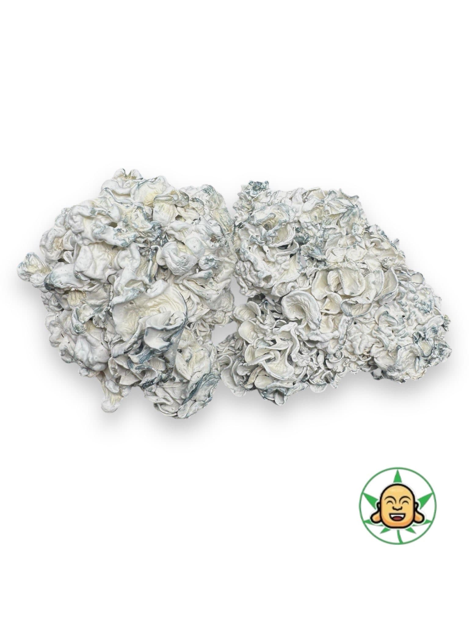 Mushrooms – Chocolate Krinkle Brain
