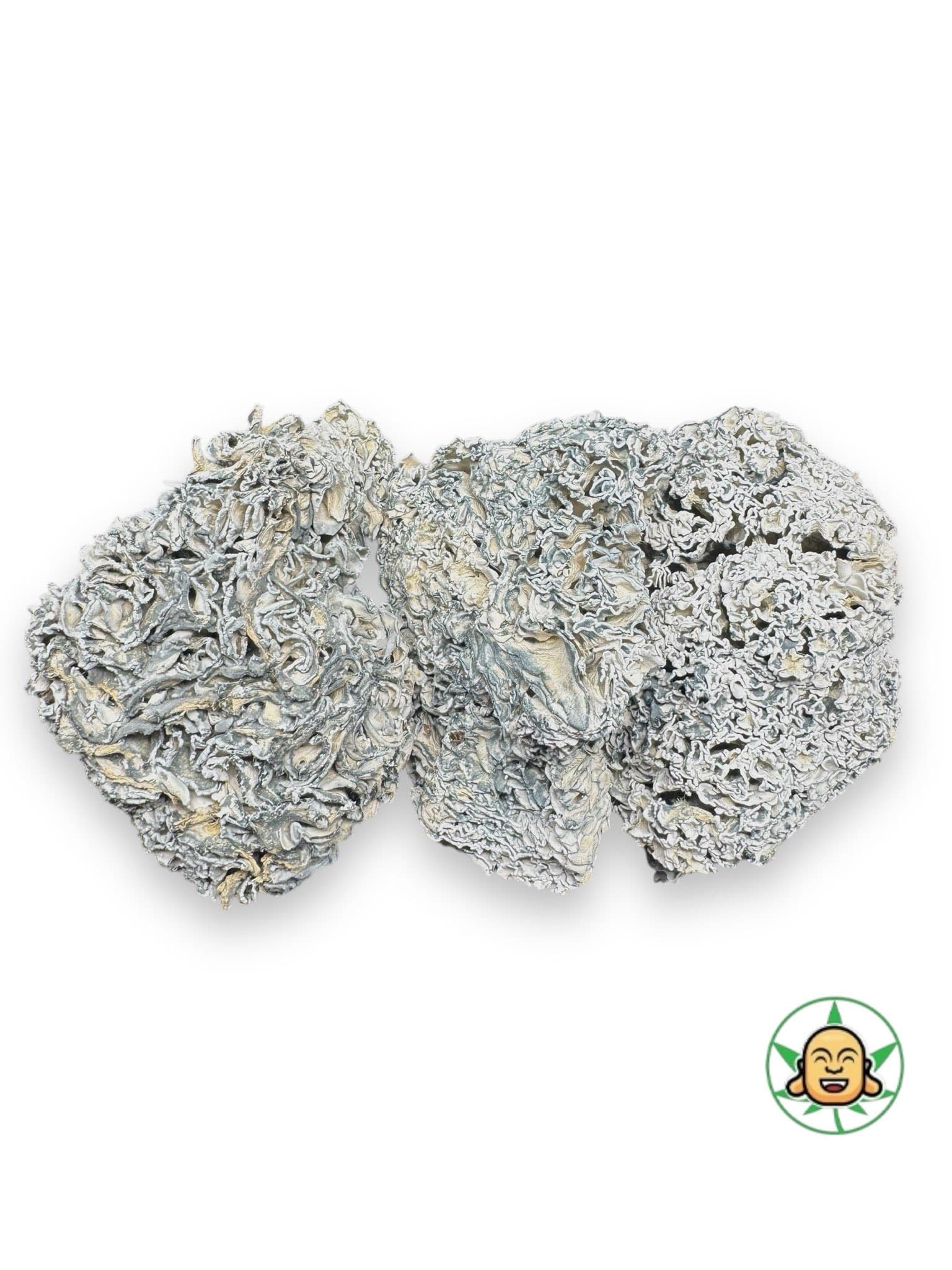 Mushrooms – Enigmas