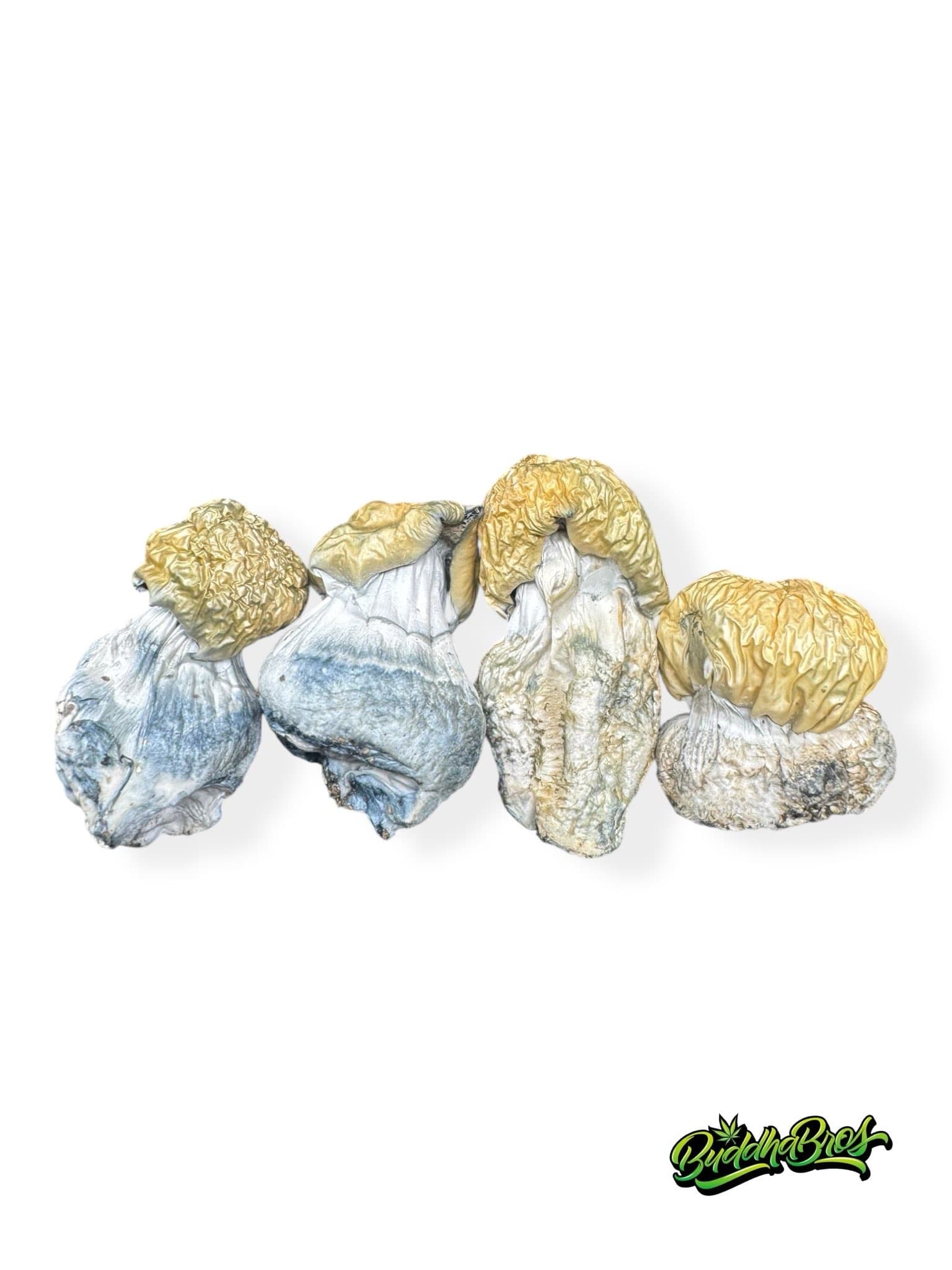 Mushrooms – Bluey Vuitton
