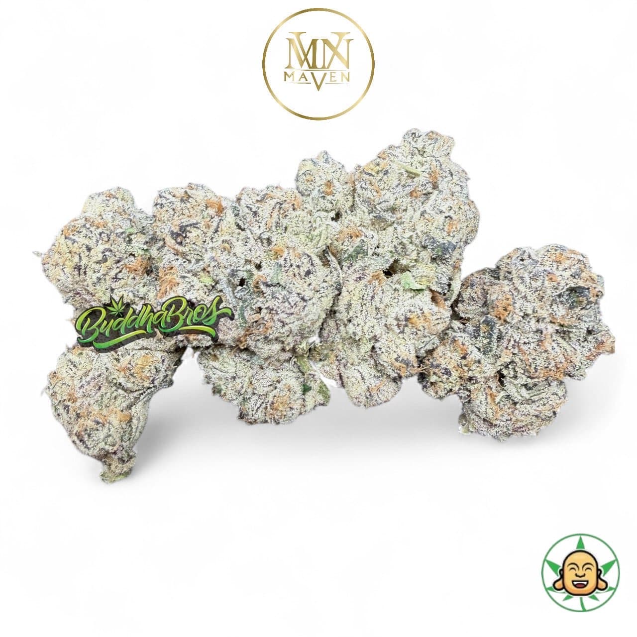 Shangri La By Maven Genetics