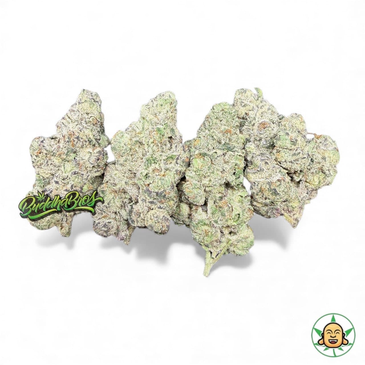 Old Money By Maven Genetics