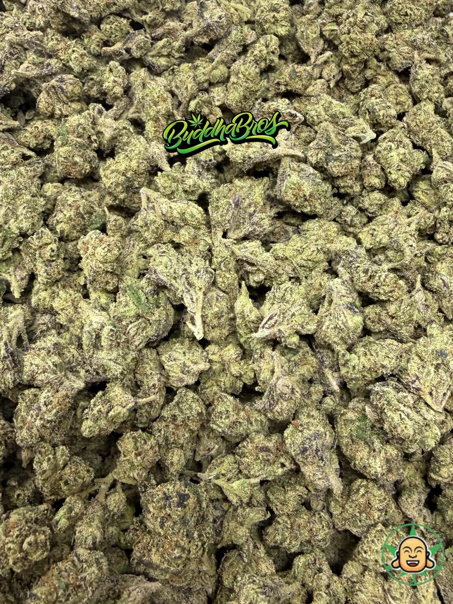 Purple Zootiez