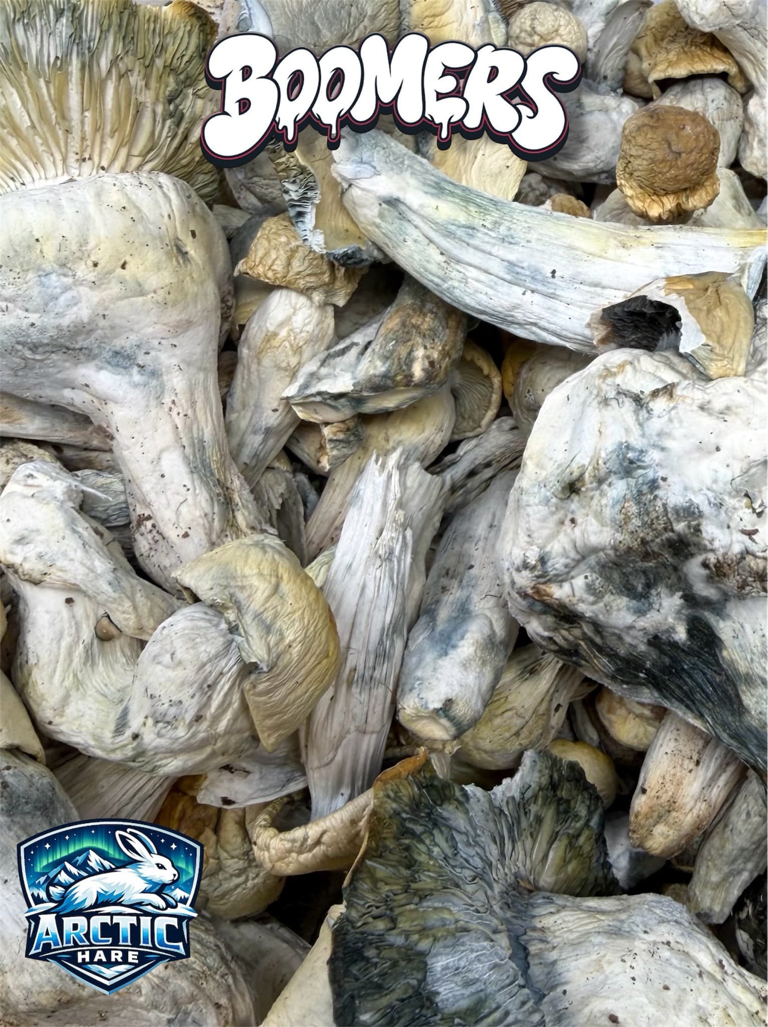 Magic Mushrooms – Arctic Hare