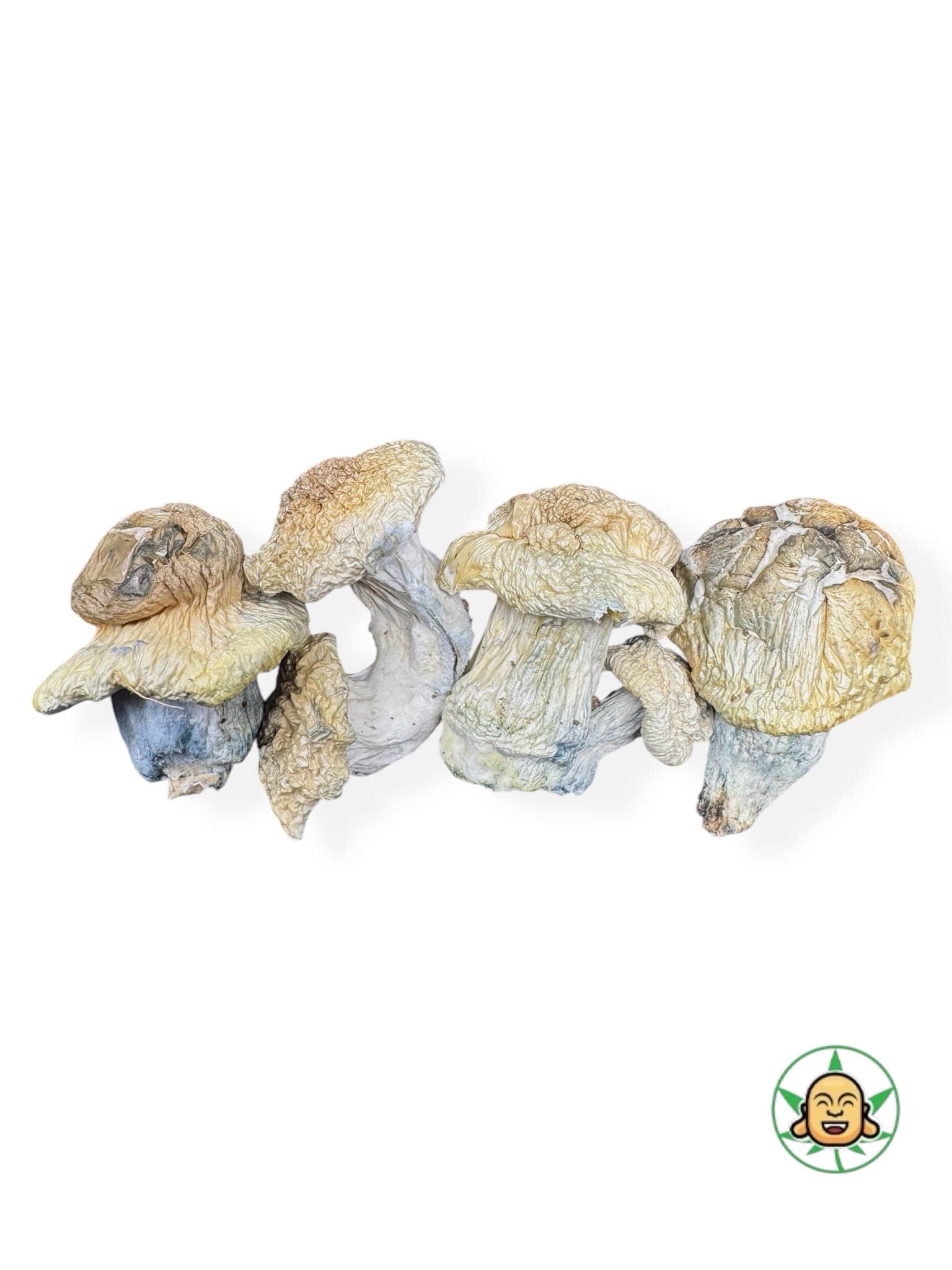 Icebergs Magic Mushrooms