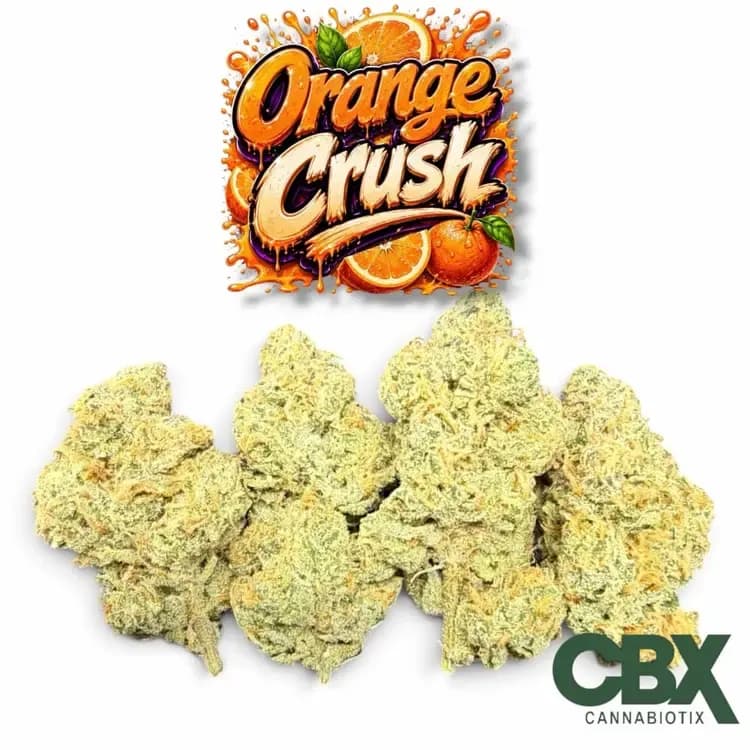 Orange Crush Strain by CBX Farms